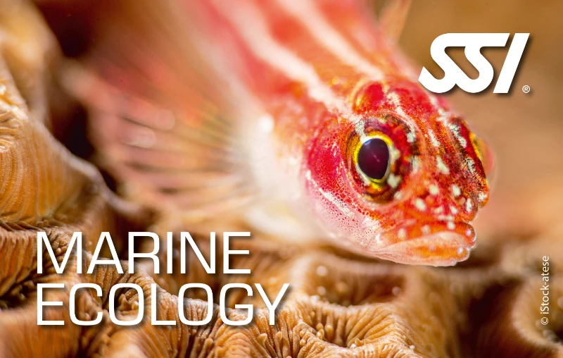 Digitale SSI Marine Ecology Zertifizierungskarte