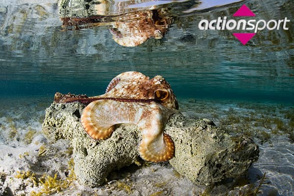 Octopus Diving 
